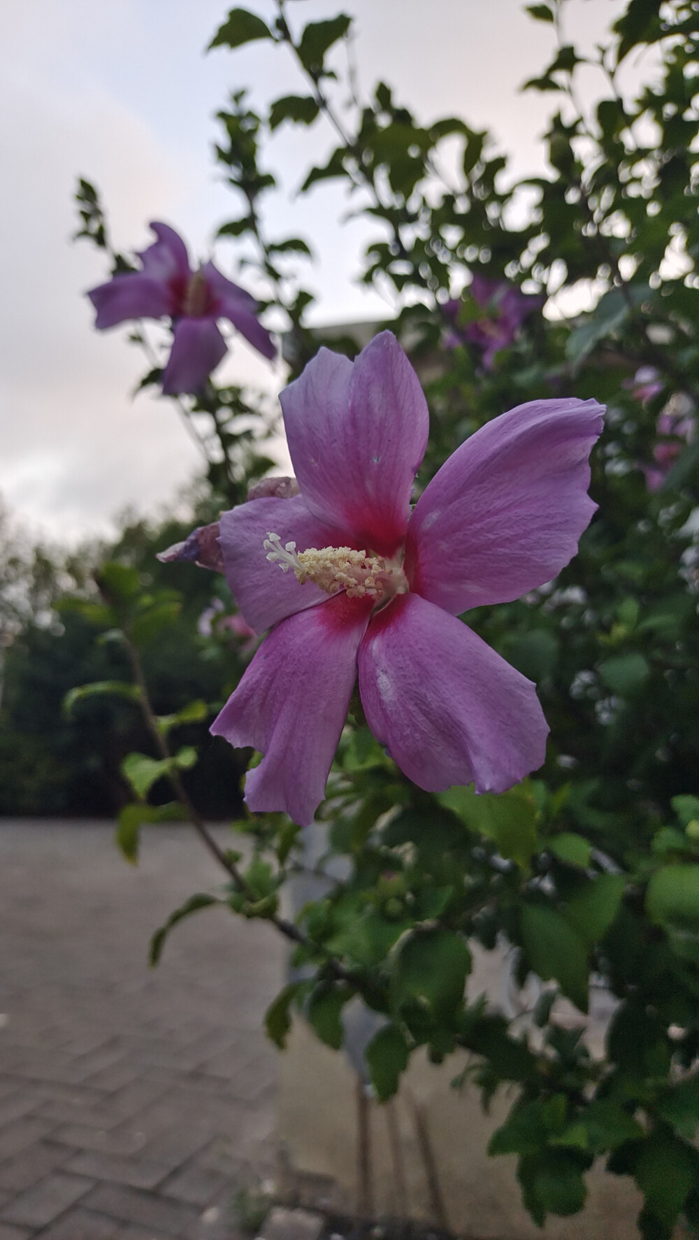 木槿花西月锦绣txt下载_(木槿花西月锦绣完结版百度云)